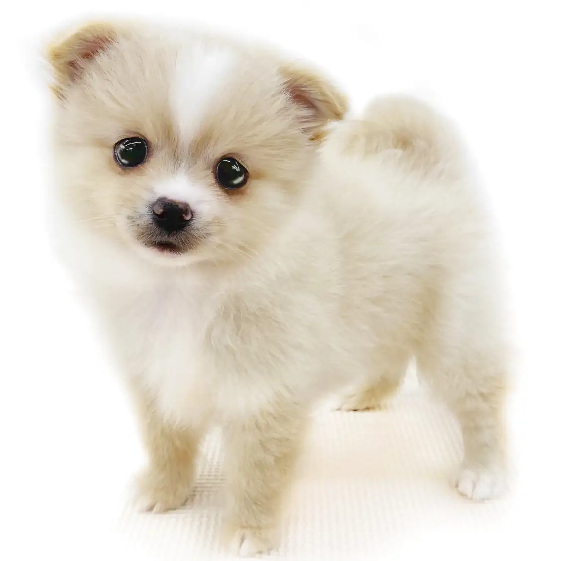 ポメチワは飼いにくい？成犬の大きさ・性格と後悔しない全知識【2026】