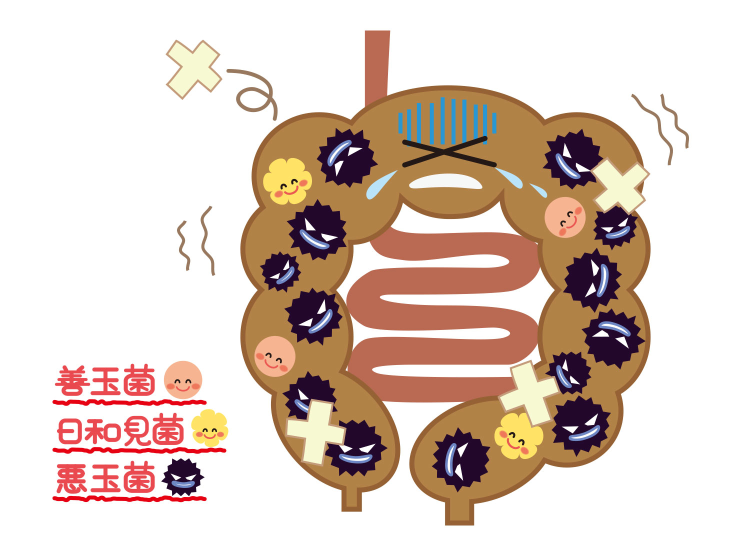 茎わかめの健康効果が凄い！痩せる理由と食べ過ぎの危険性を徹底解説