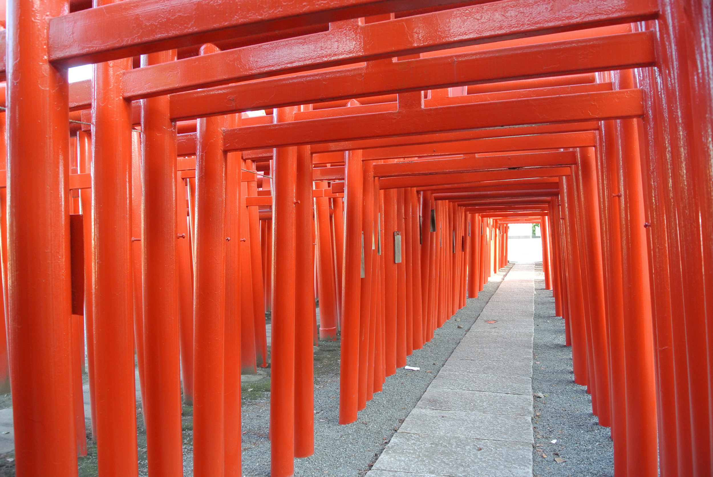 なぜ鳥居が無数に？小泉稲荷神社の強力なご利益の真相【2026年最新版】