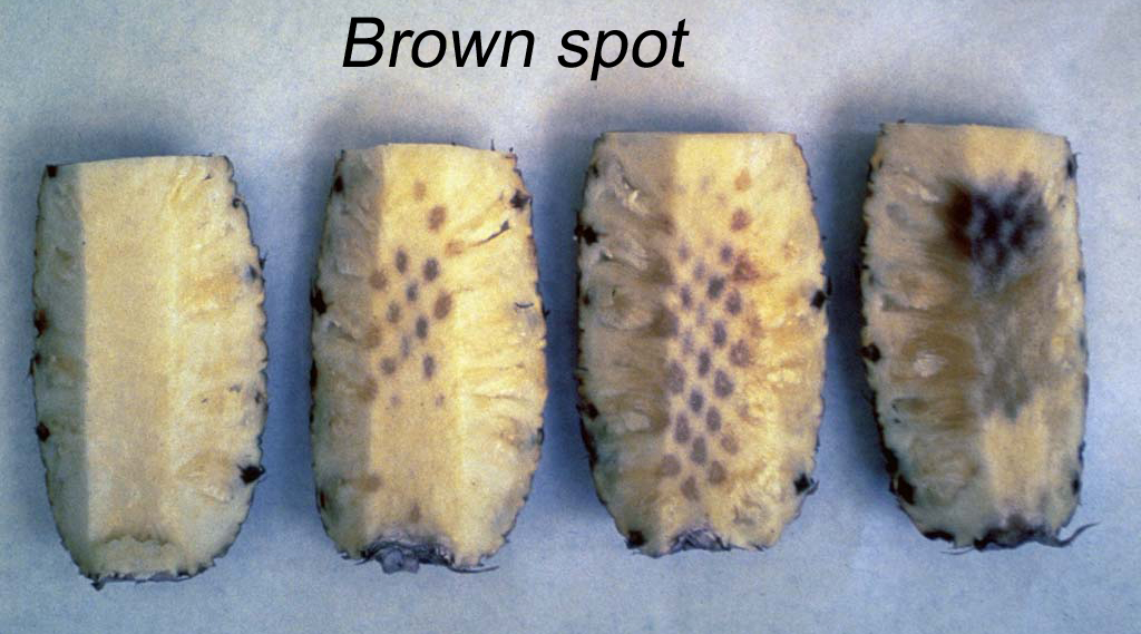Brown Spots Inside Pineapple