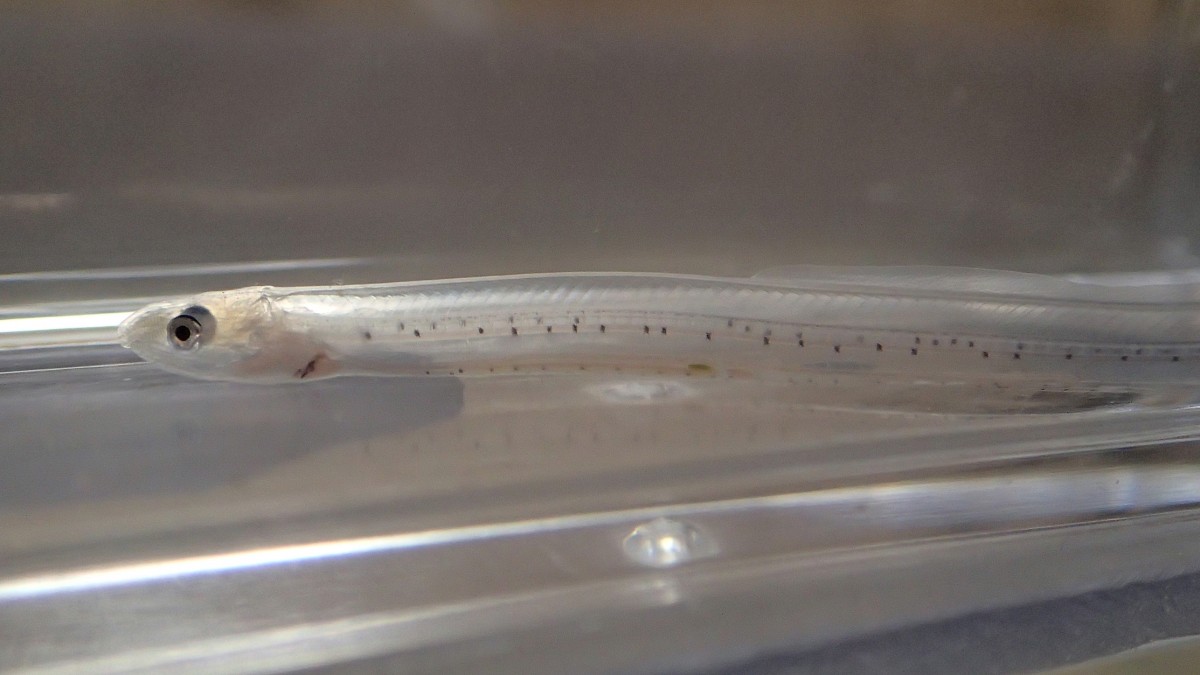 透明な珍味のれそれの正体とは？アナゴ稚魚の生態と極上の食べ方