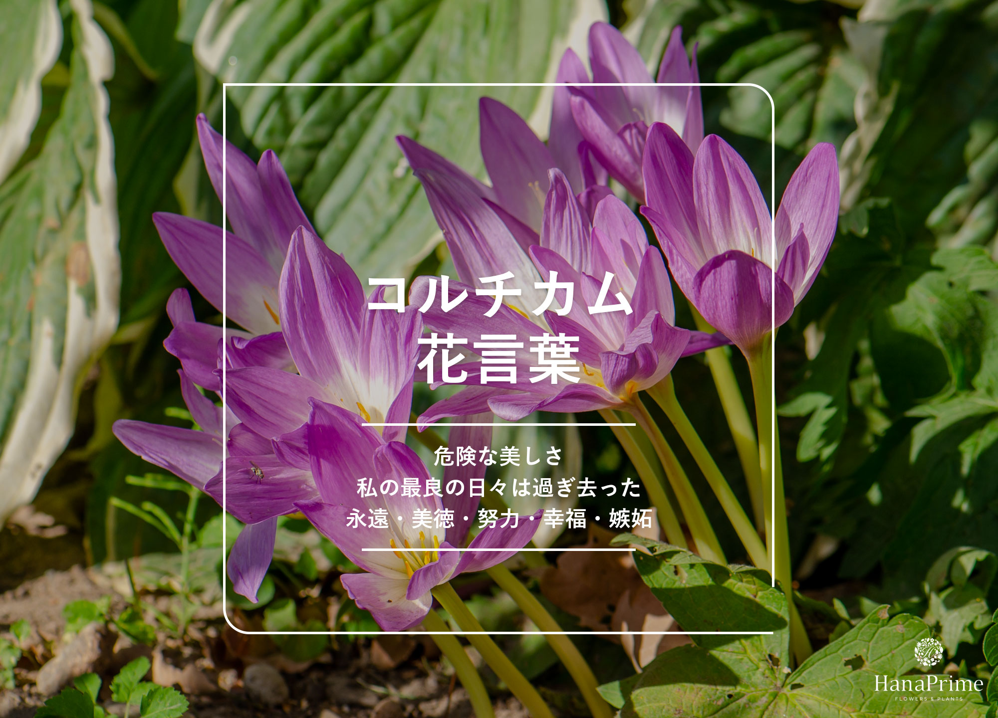 イヌサフランの花言葉はなぜ怖い？「最良の日々」の由来と猛毒の罠