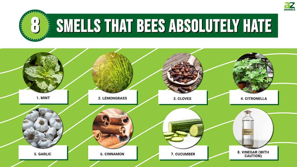What Do Bees Not Like the Smell Of