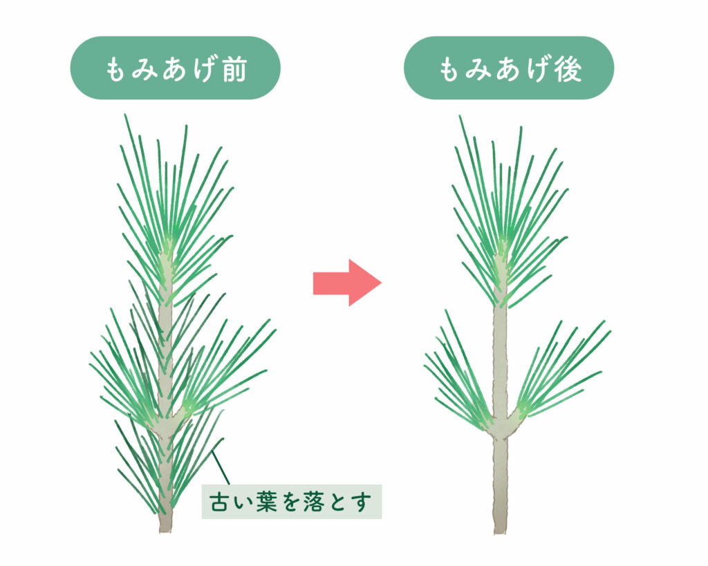 松の剪定の仕方を完全解説！春のみどり摘みと冬のもみあげで枯らさない極意