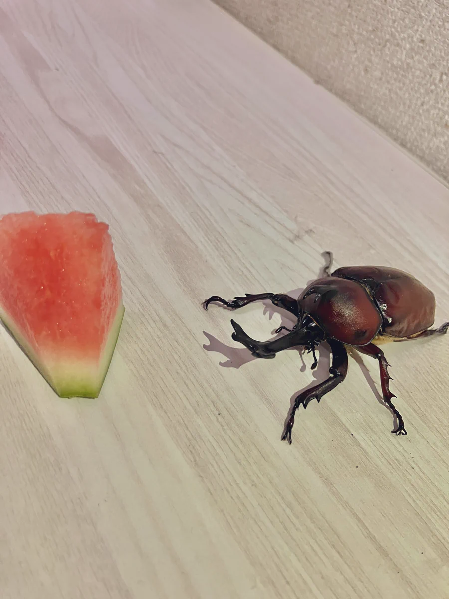 カブトムシにスイカで下痢は本当？寿命を縮める理由と正しい餌選び