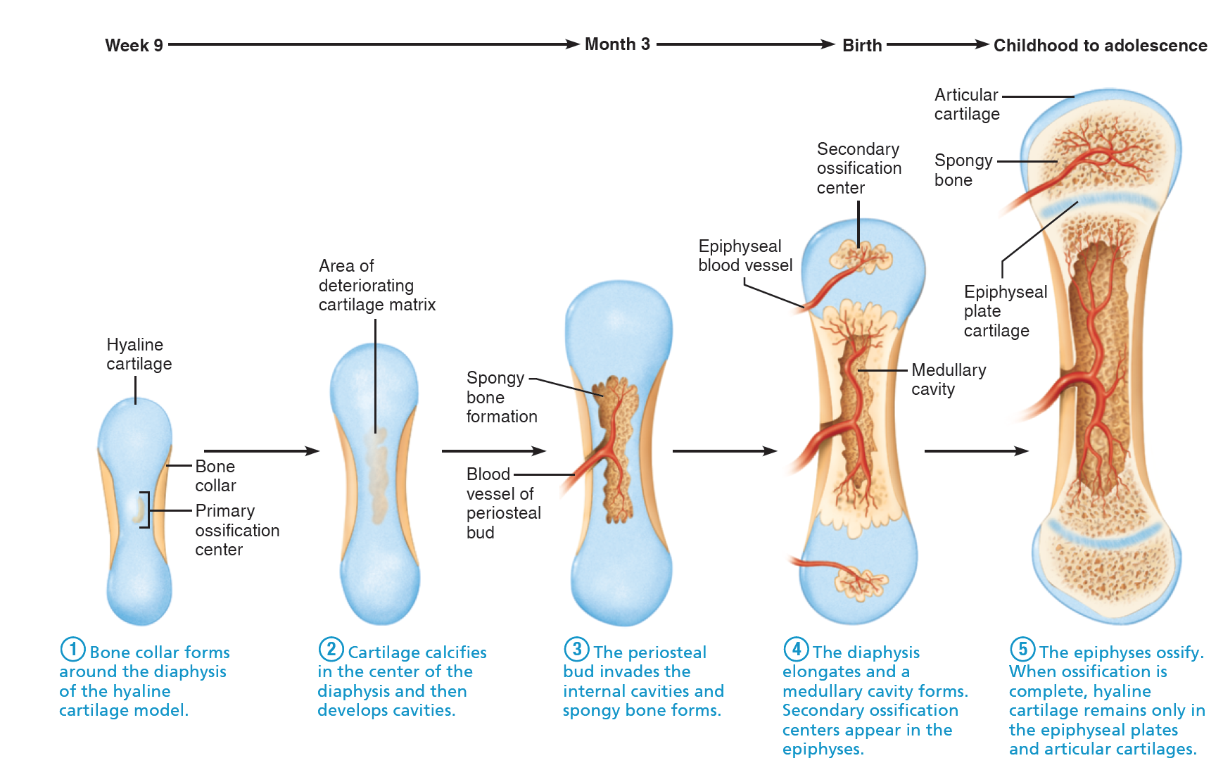 When Is Ossification Complete