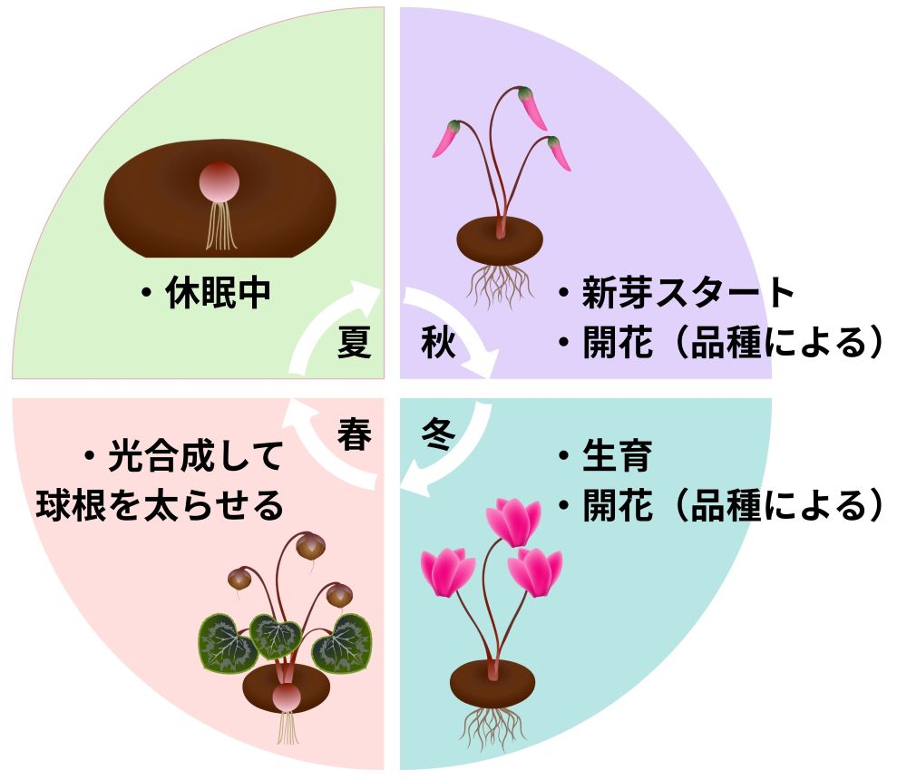 シクラメンの育て方決定版｜なぜ枯れる？プロ直伝の夏越し＆水やり術