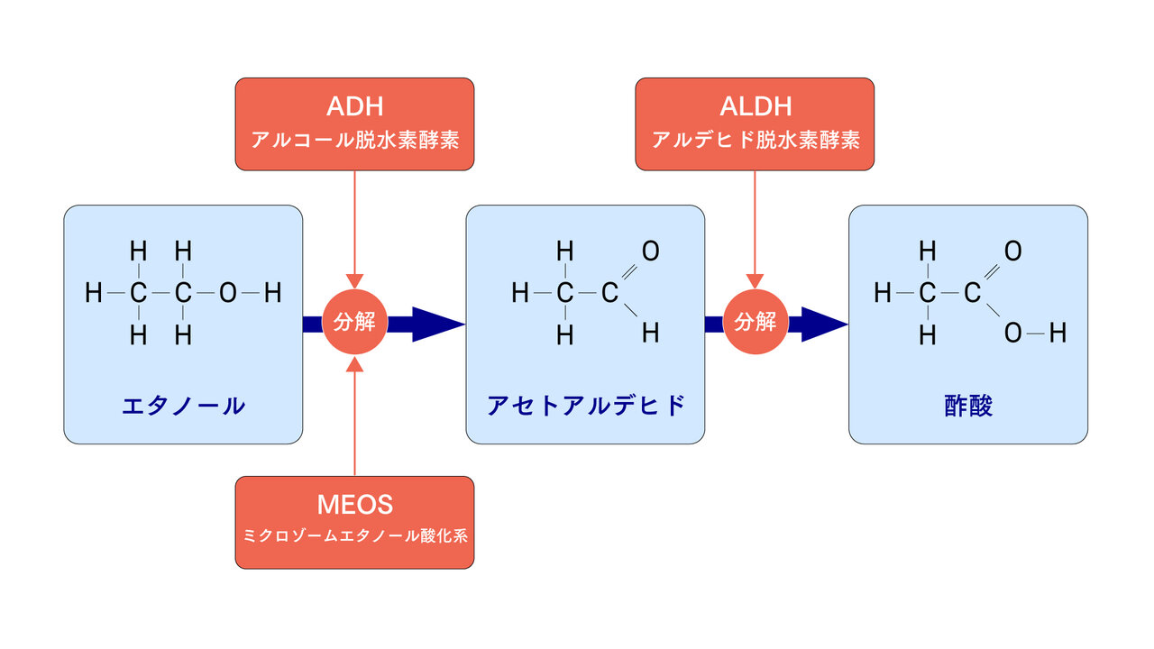 お酒に強くなる方法は実在する？鍛える噂の真相と悪酔いを防ぐ最新科学