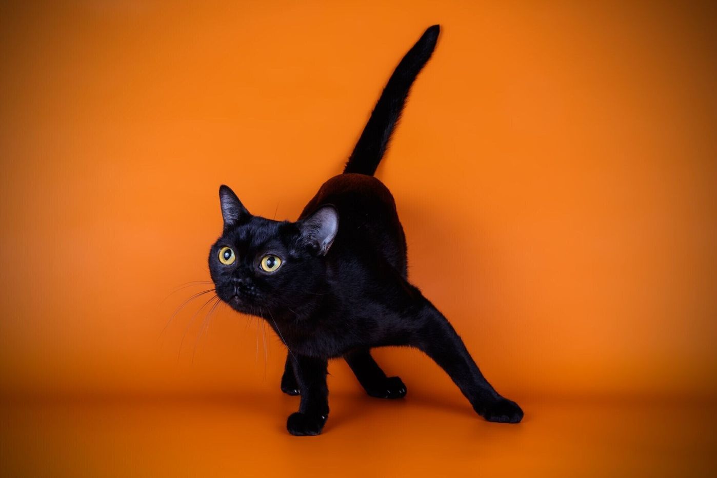 漆黒の小さな黒豹ボンベイ猫｜普通の黒猫との違いと値段相場【2026】