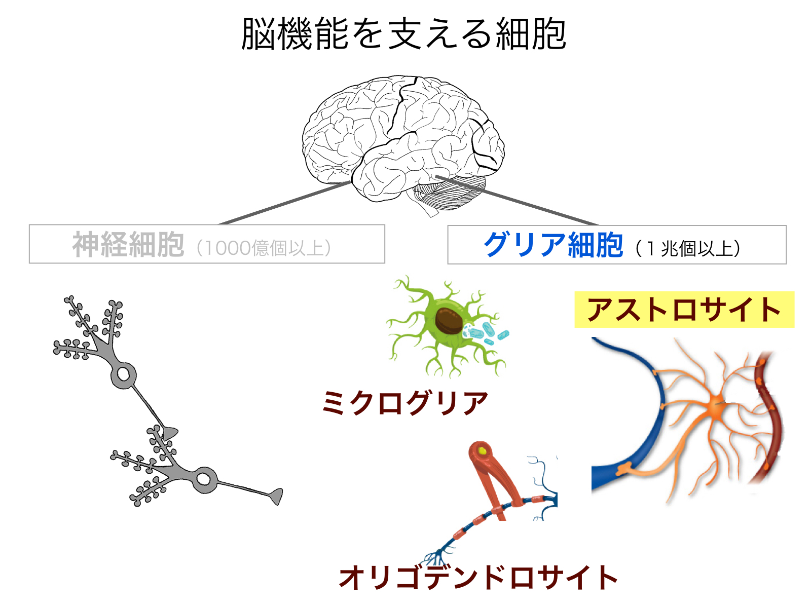 脳の接着剤説は崩壊？神経膠細胞の驚くべき役割と最新研究の真実