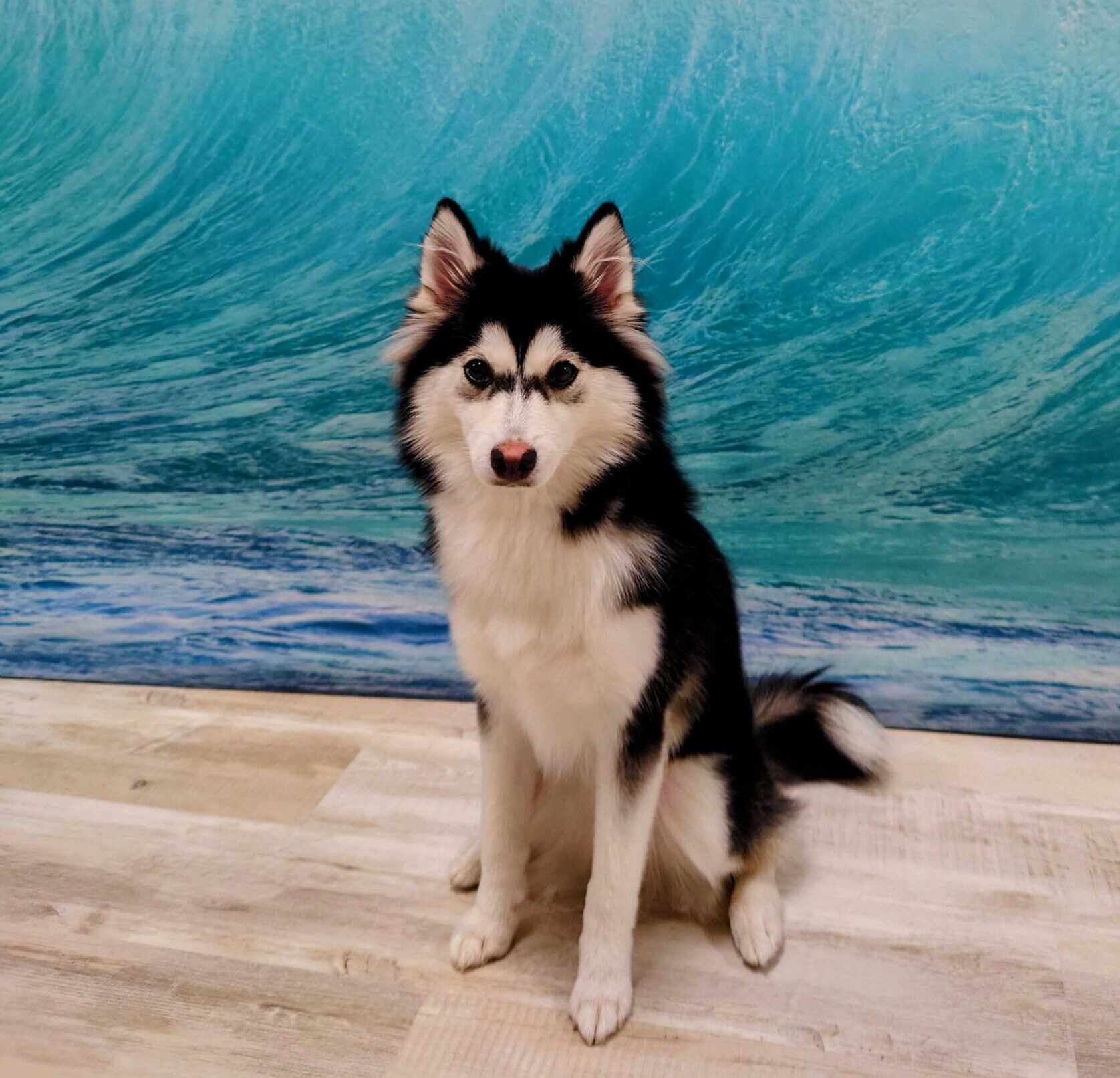 ポンスキー成犬の大きさ・性格は？飼って後悔の真相と2026年相場