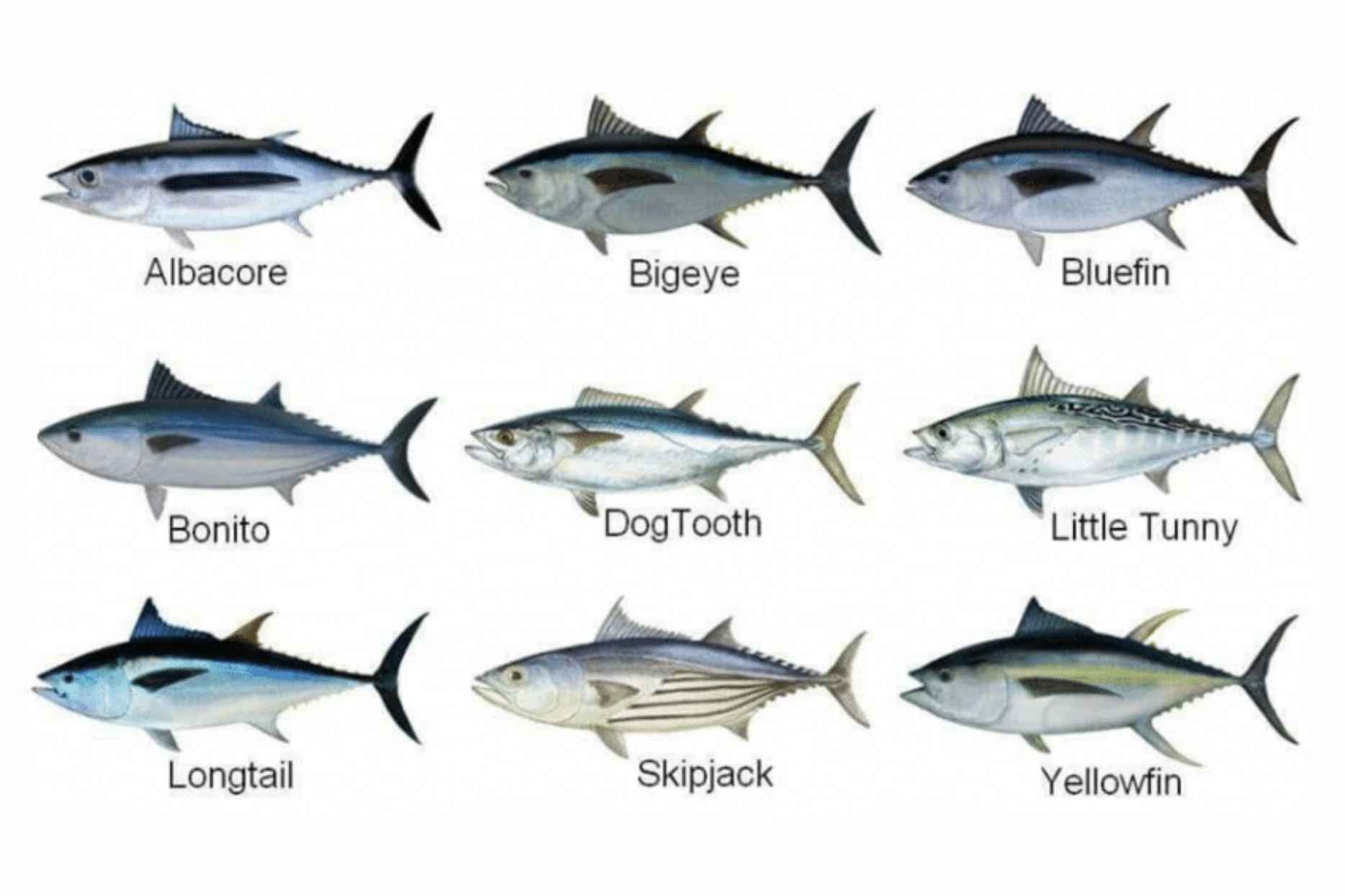 Types of Tuna in Sushi
