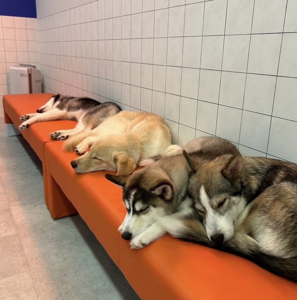 ハスキーカフェ東京の予約殺到の真相！混雑回避と利用の全注意点