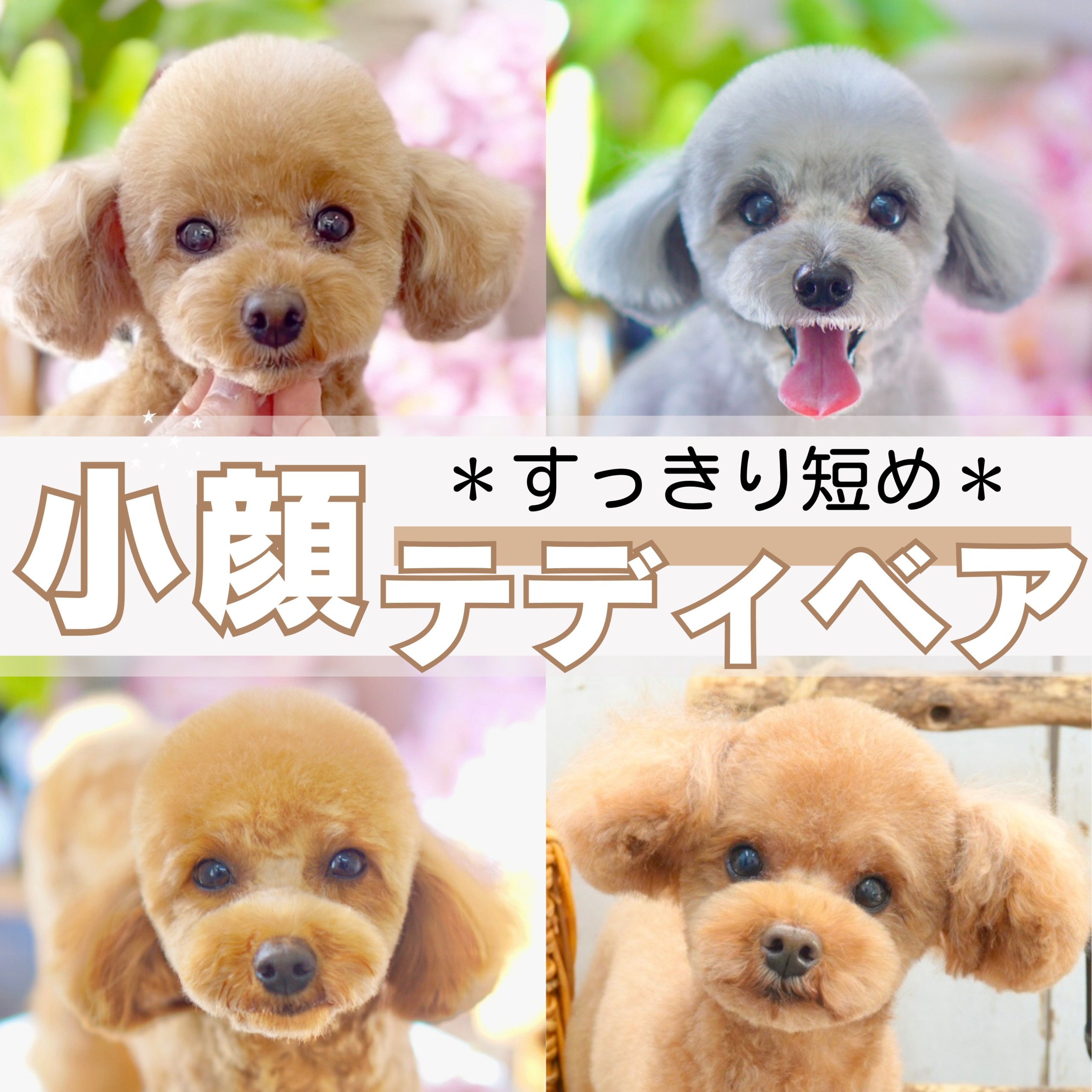 トイプードルが劇的変身！短めテディベアカット成功のオーダー術