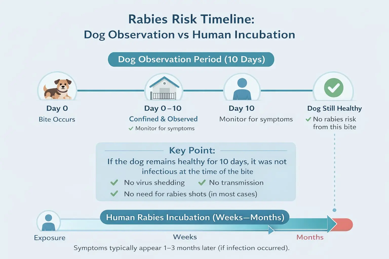 Symptoms of Rabies in Humans Timeline