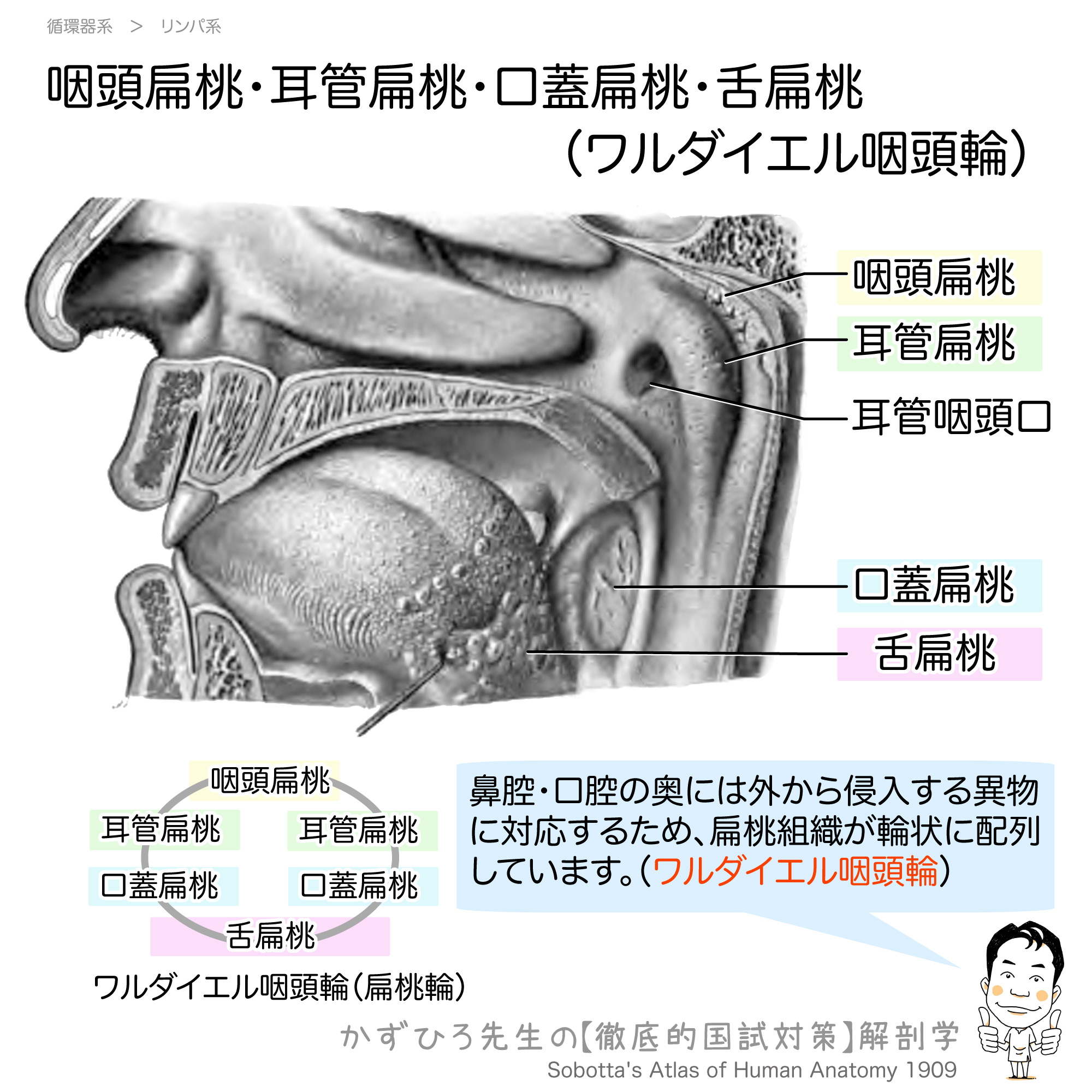 喉の免疫要塞ワルダイエル咽頭輪とは？腫れる理由と摘出の影響を徹底解剖
