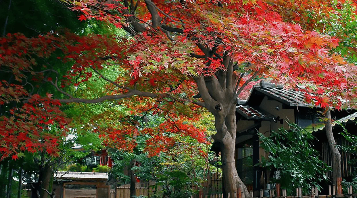 京王百草園2026徹底攻略！激坂の真相と梅・紅葉の見頃・割引裏ワザ