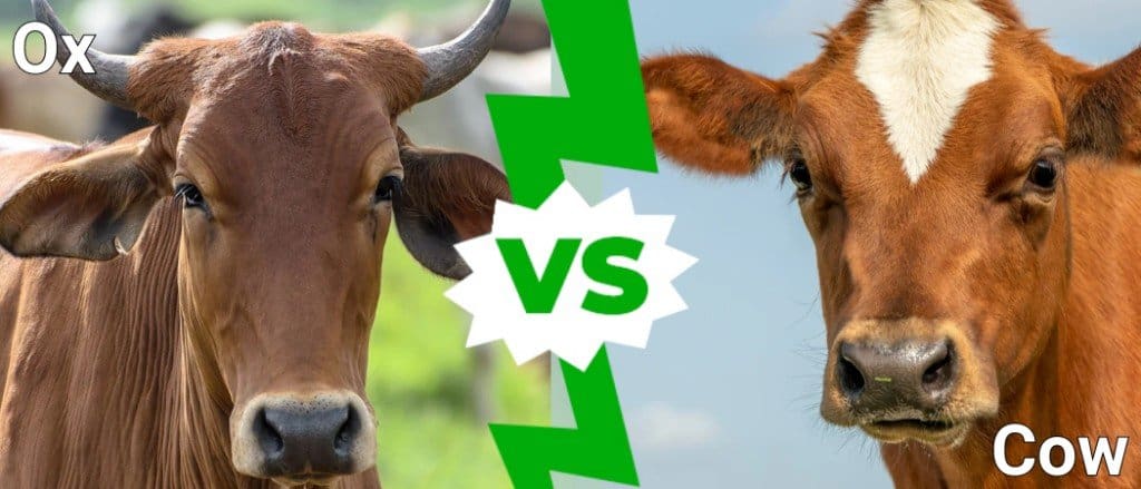 Ox and Cow Difference