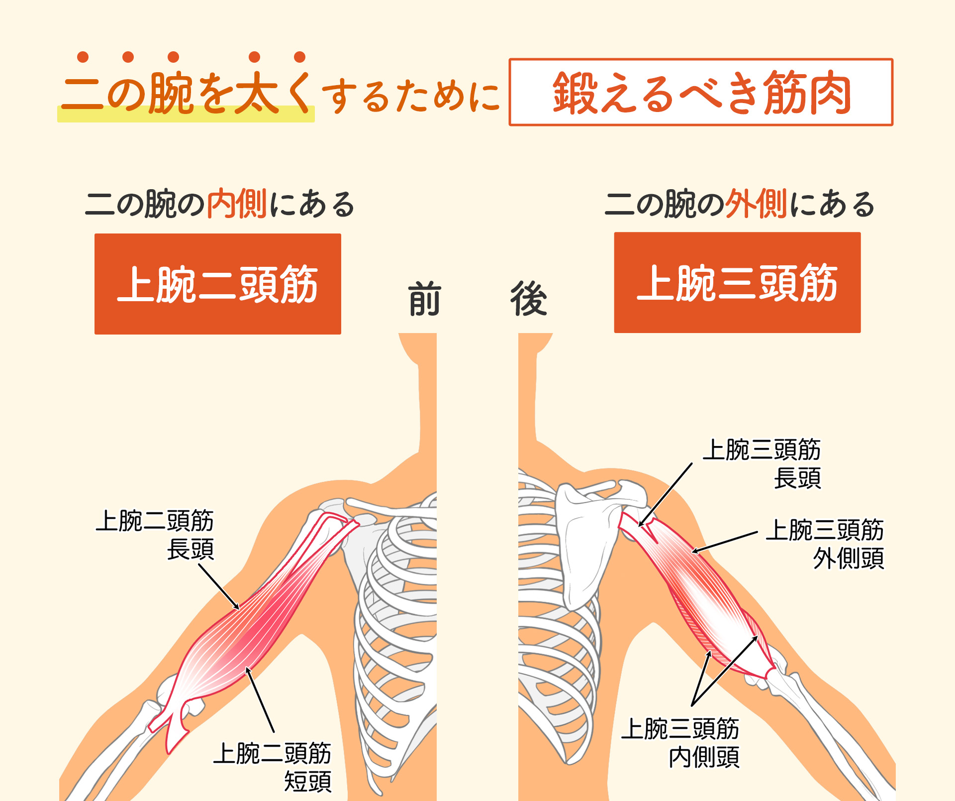 二の腕を太くする最短ルート！太くならない原因とプロ直伝の筋肥大術