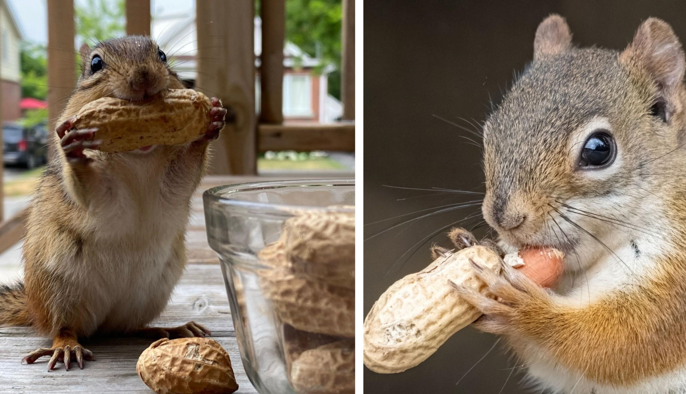 Eating Peanuts with the Shell