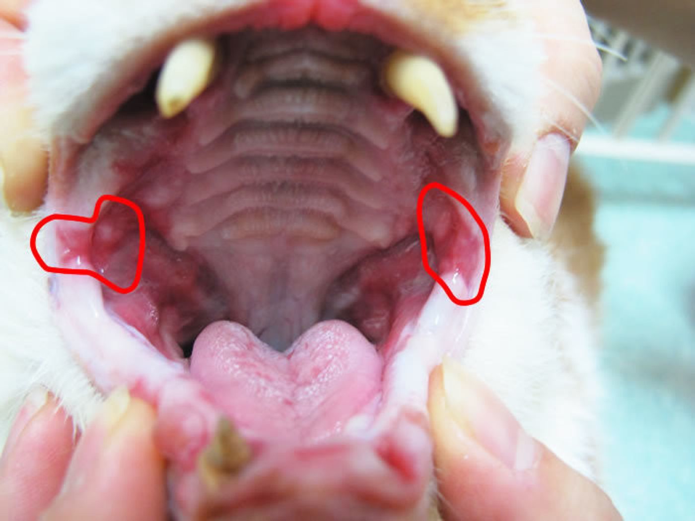 猫の口が臭い原因と病気のサイン｜ドブ臭・アンモニア臭の対策と受診目安