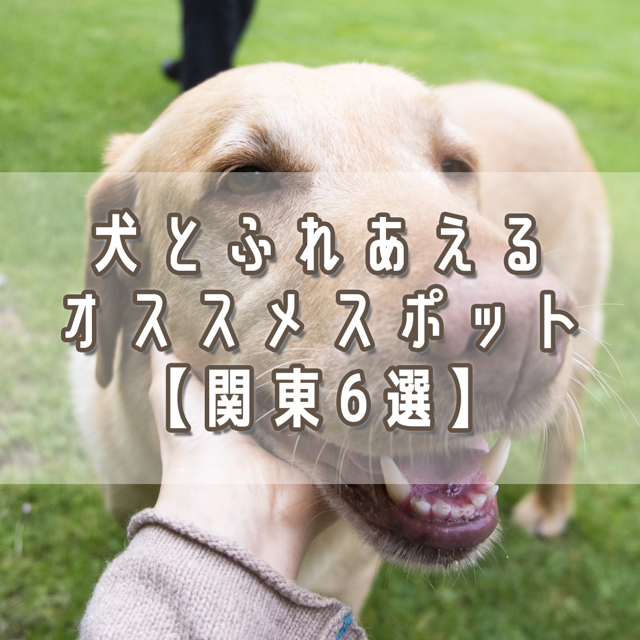 犬と触れ合える場所2026年版！大型犬カフェから無料穴場まで徹底解説