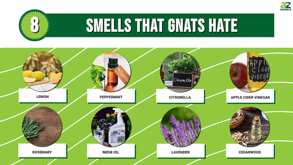 Scents That Repel Gnats