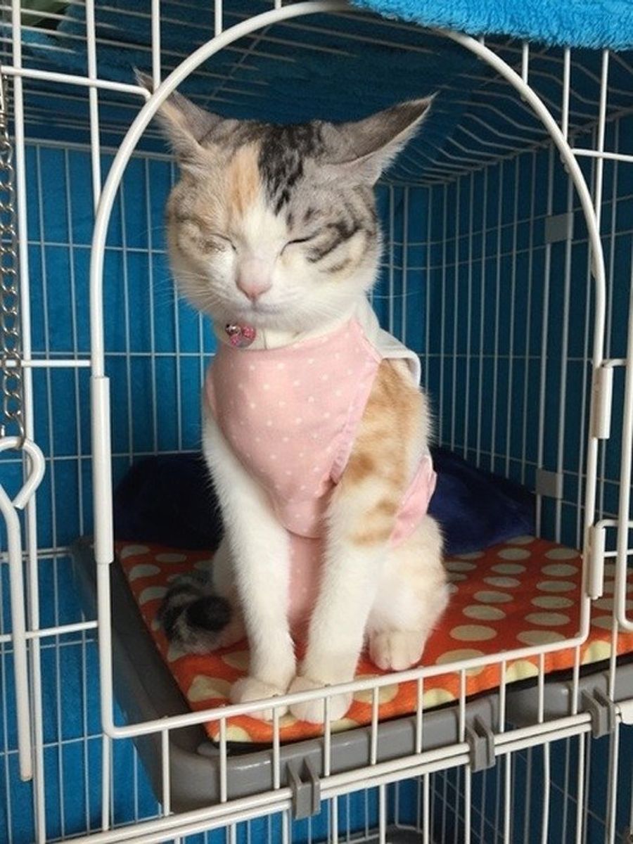 猫の避妊手術後にご飯を食べない・震える真相と日数別ケア完全ガイド
