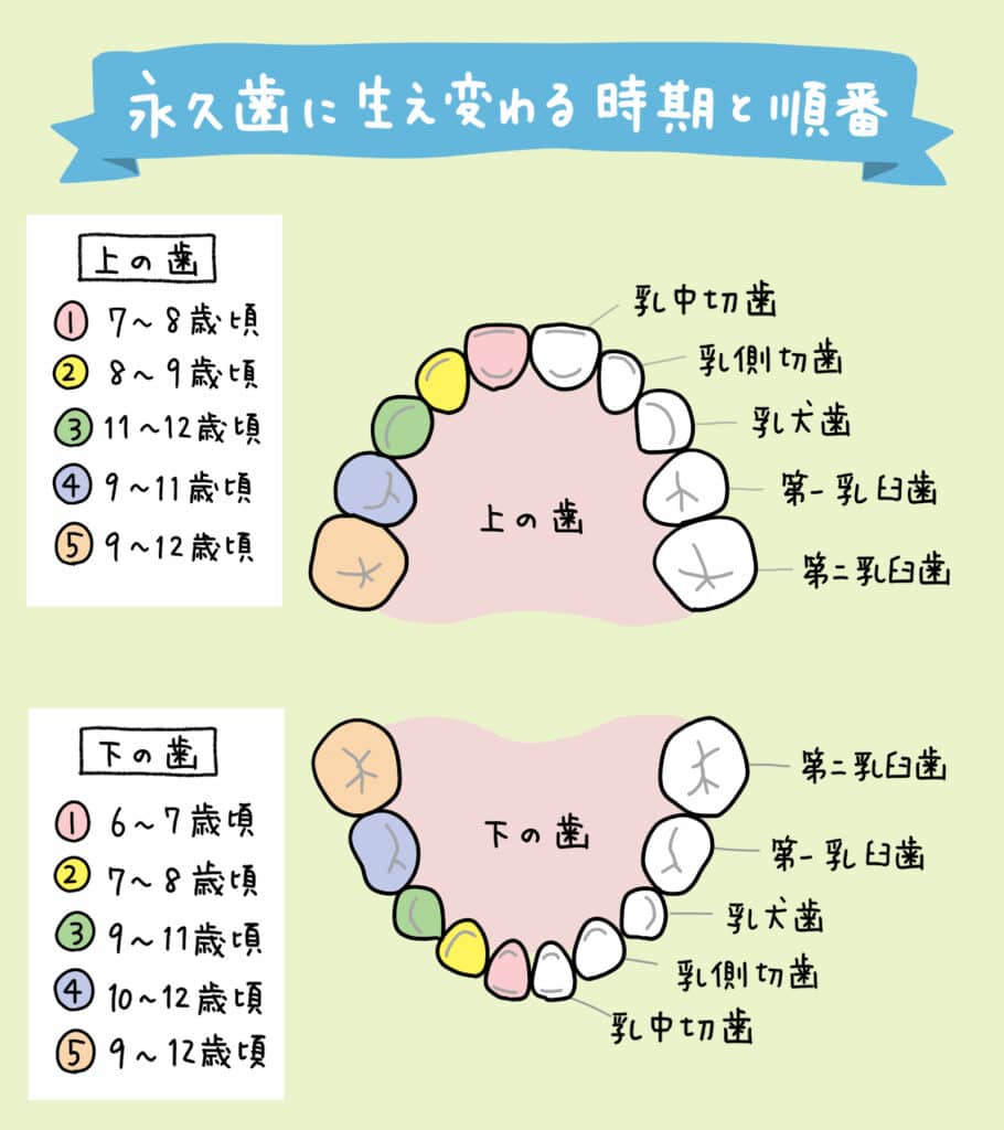 子どもの歯が抜ける順番と平均年齢｜順番違いや生えない不安の真相