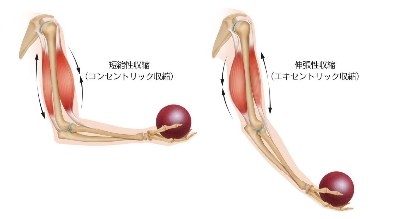 筋トレで筋肉痛にならないのは効果なし？最新科学が暴く筋肥大の真実