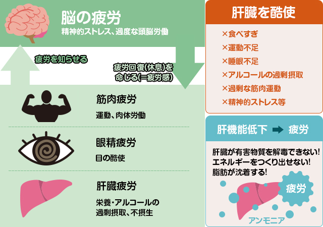 オルニチンの効果は嘘？肝臓ケアや疲労回復の科学的根拠を徹底検証