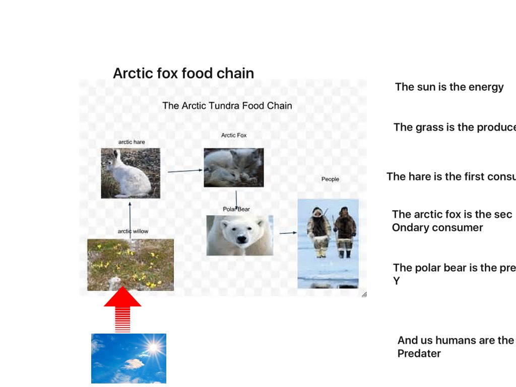 Food Chain of an Arctic Fox