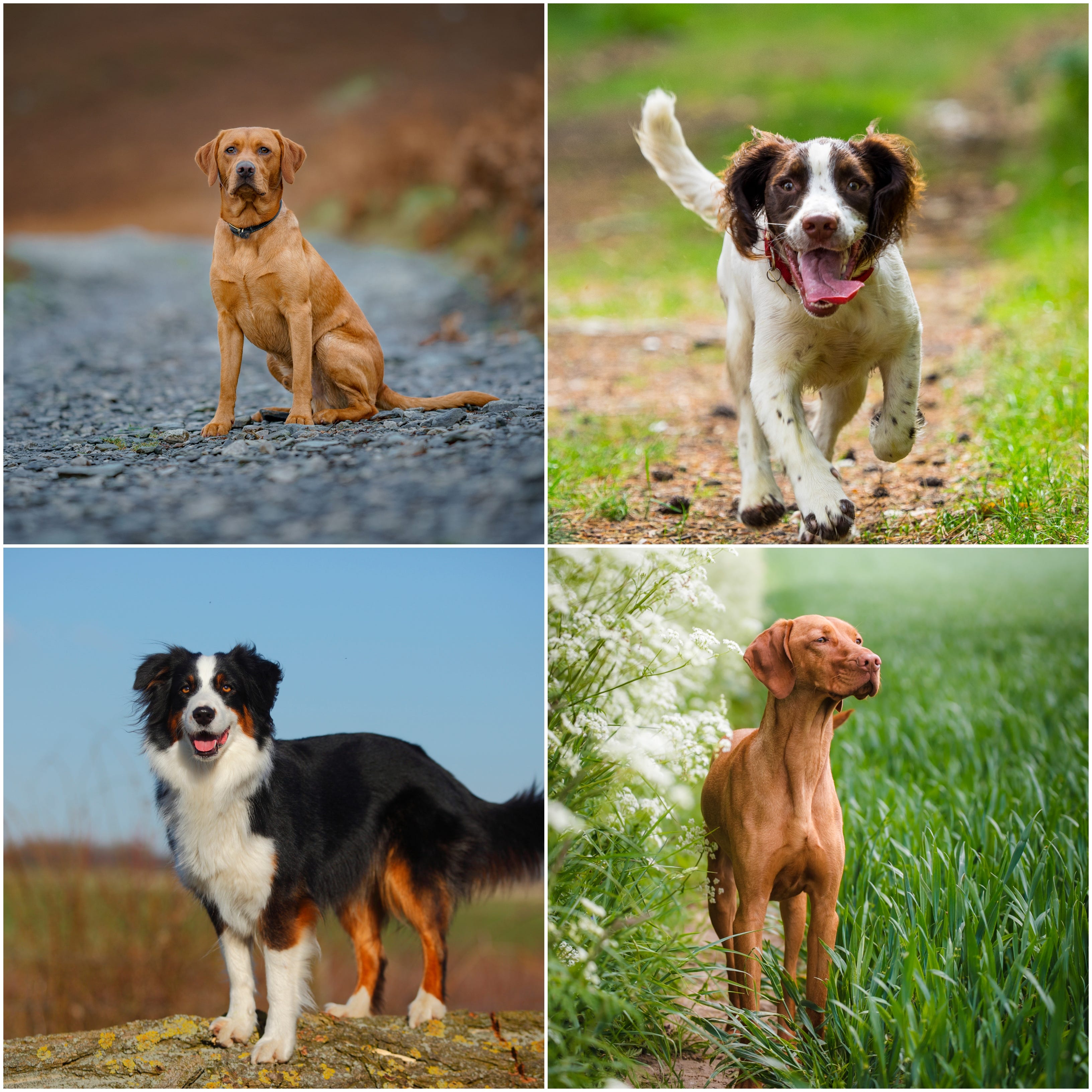 愛犬の笑顔を守るドッグパーク新潮流！トラブル回避と必須マナー