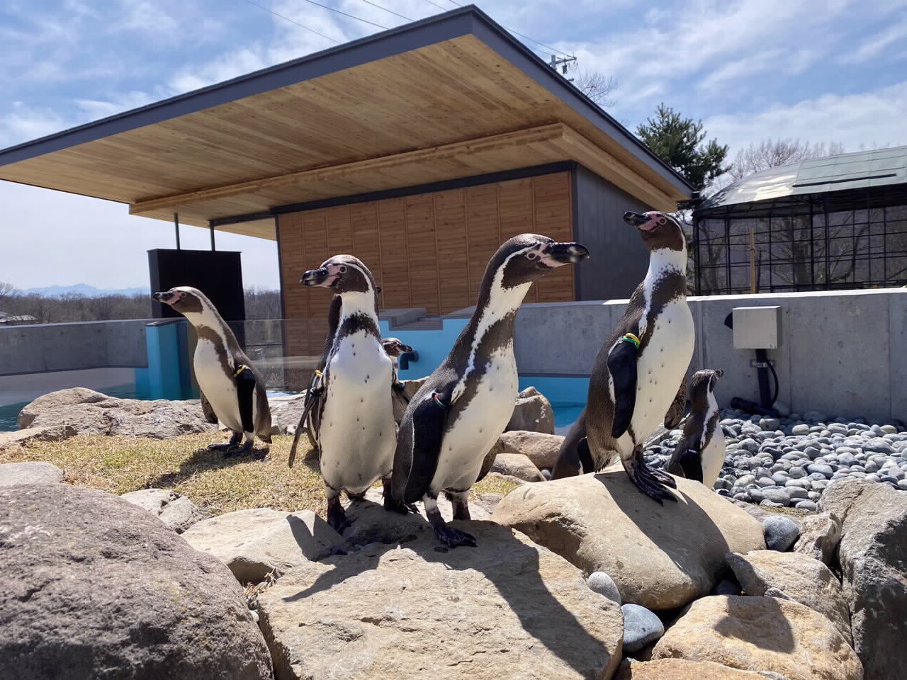 懐古園動物園2026最新情報！100周年リニューアルと魅力を徹底解剖