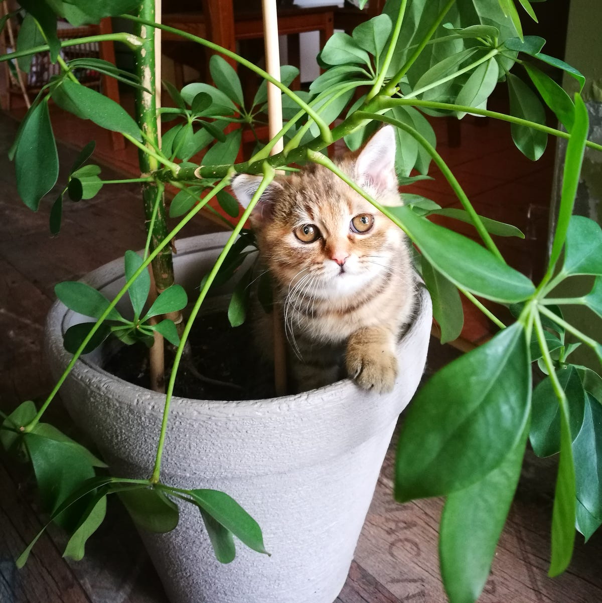 【2026最新】猫に危険な観葉植物とは？安全な種類と誤飲対策を徹底解説