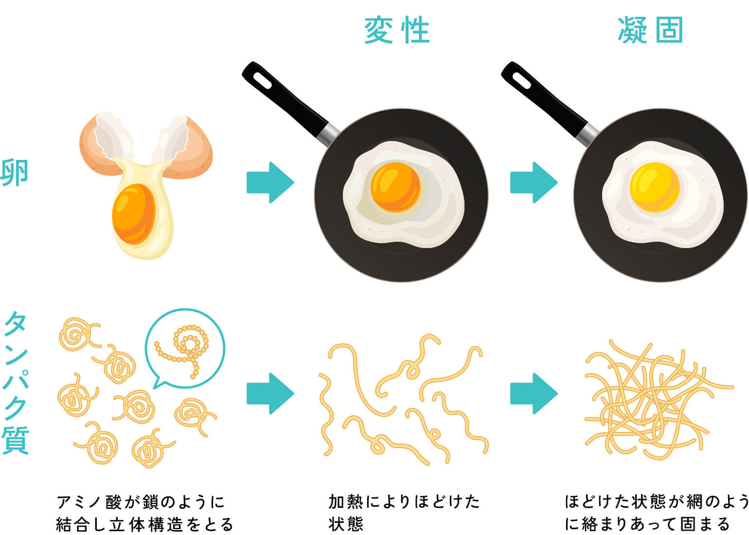 タンパク質変性とは？卵が固まる仕組みと熱・酸の影響を徹底解説