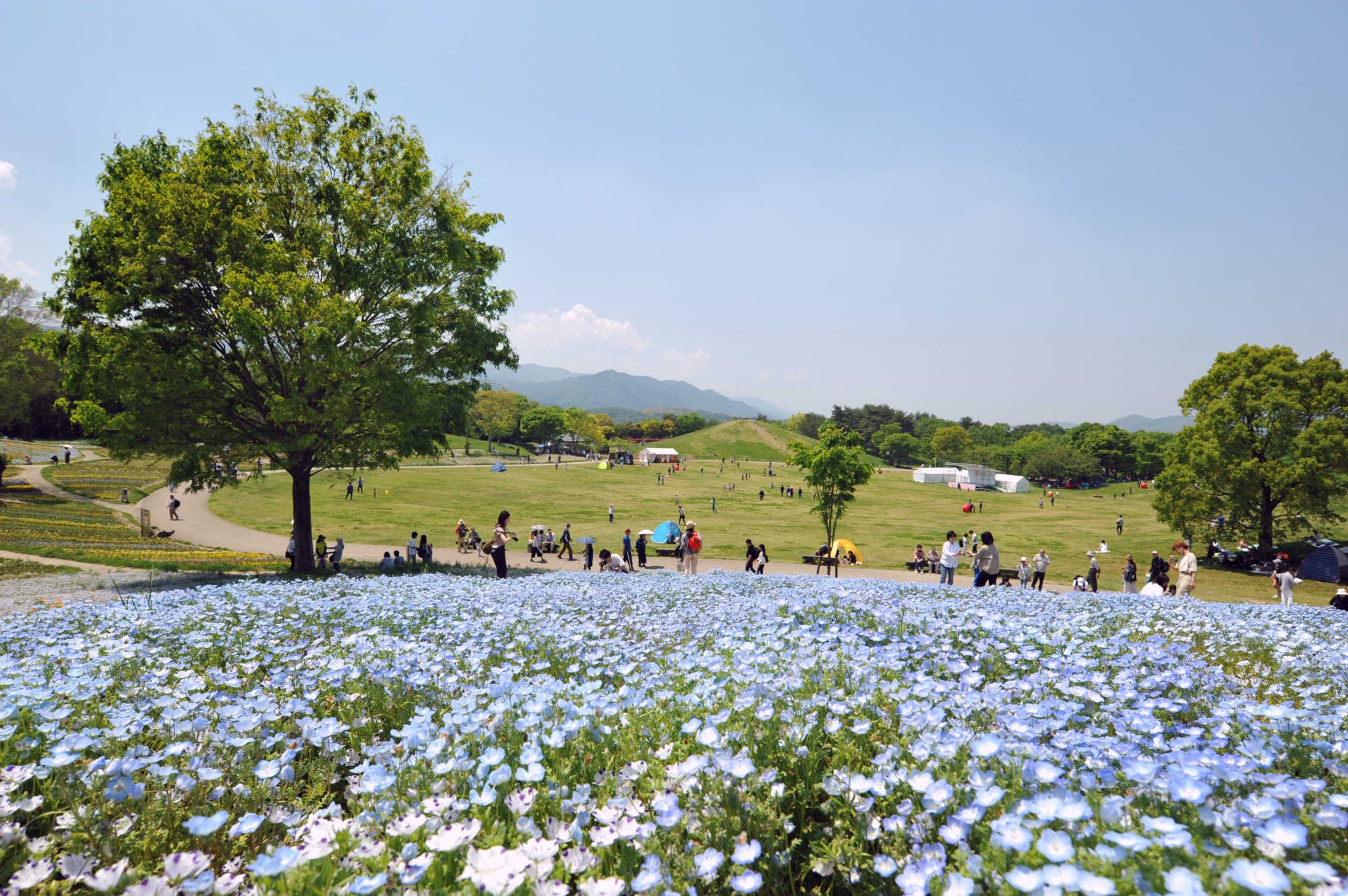 国営讃岐まんのう公園はなぜ人気？四季の花・絶景イルミ・割引まで徹底解説