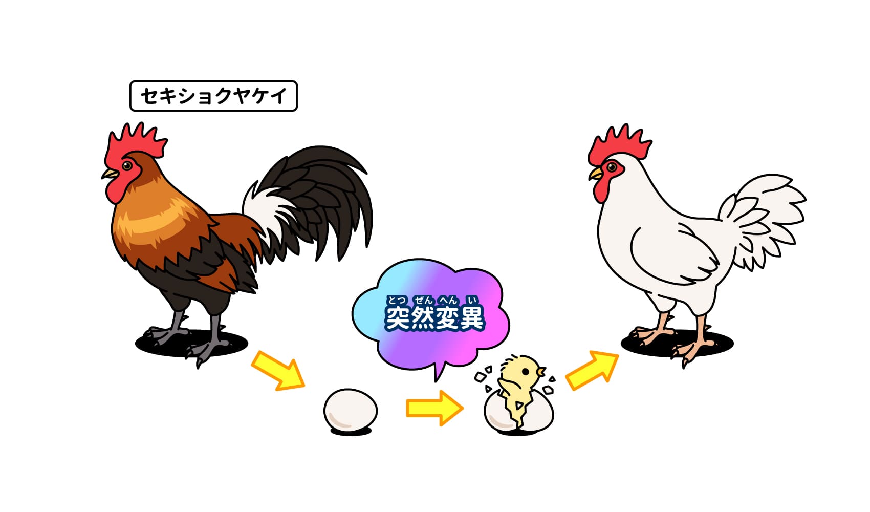卵が先か鶏が先かの使い方とは？ビジネス例文と因果の罠を徹底解説