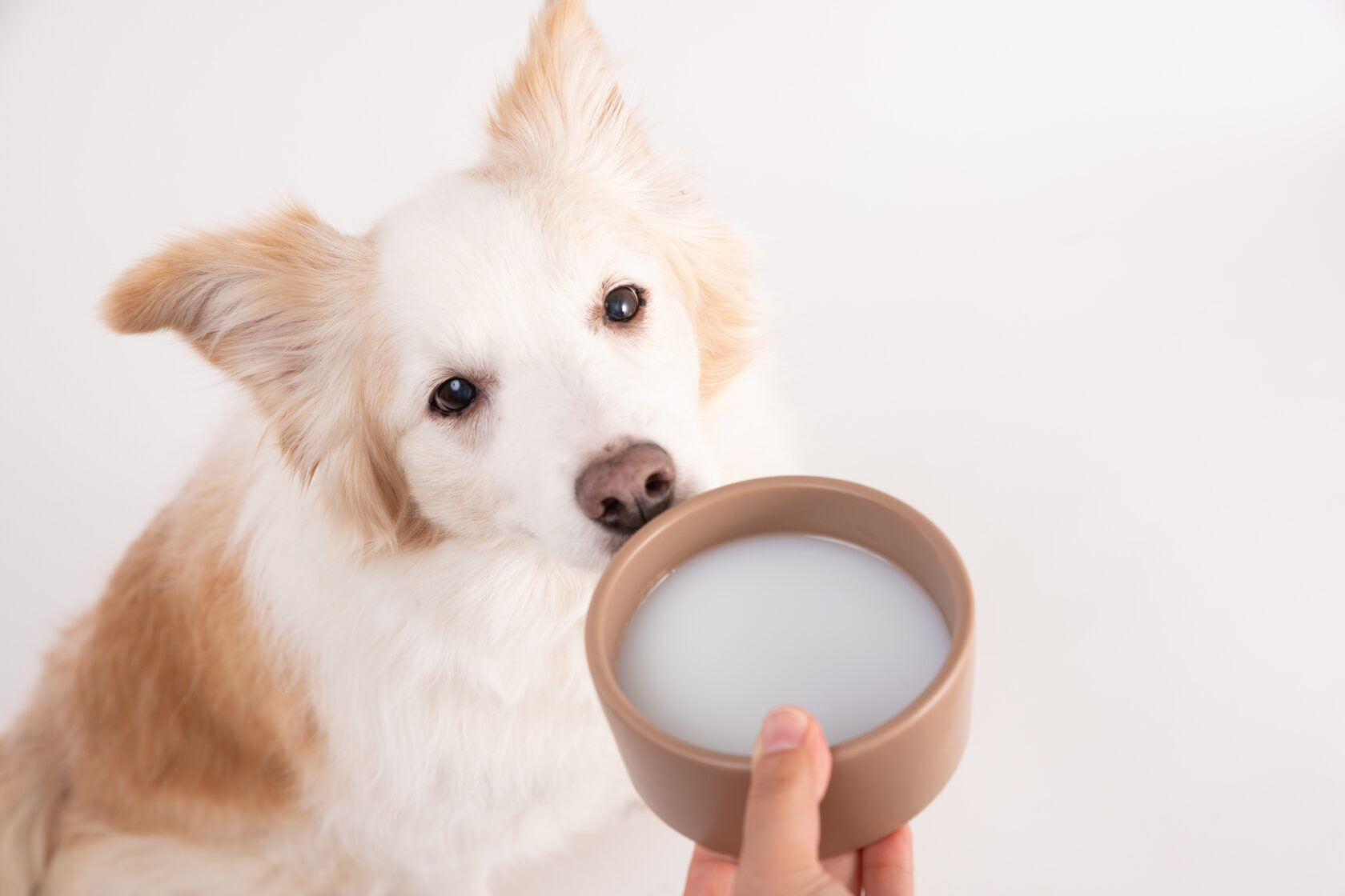 犬に牛乳は危険？下痢を招く決定打と安全な代替品を徹底検証【2026】