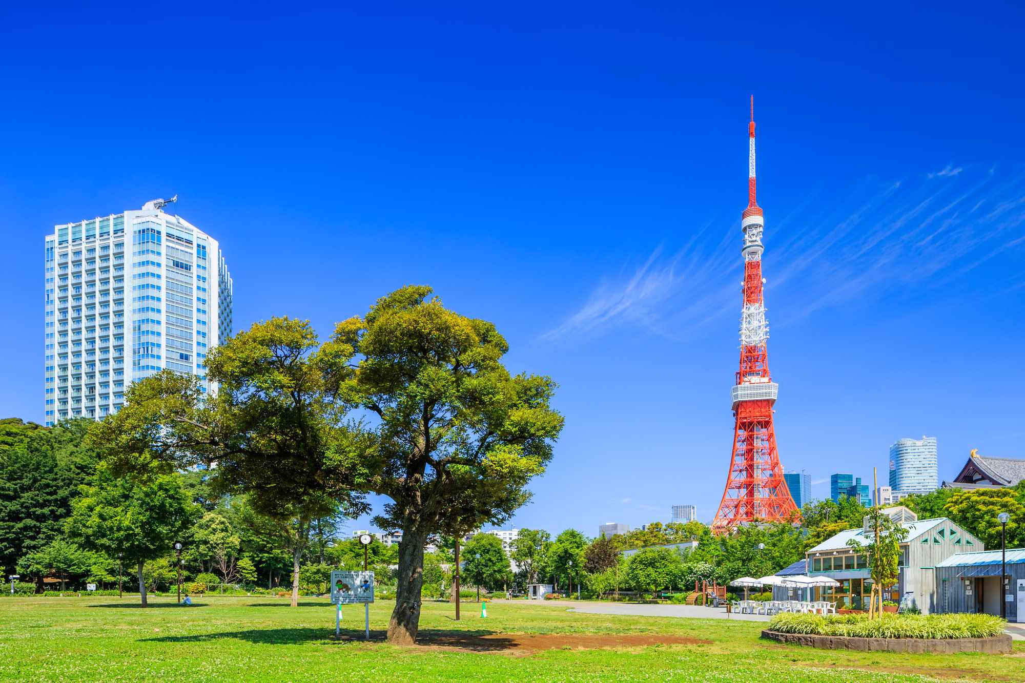 芝公園の全貌解剖！東京タワー絶景穴場と週末散策の完全攻略法
