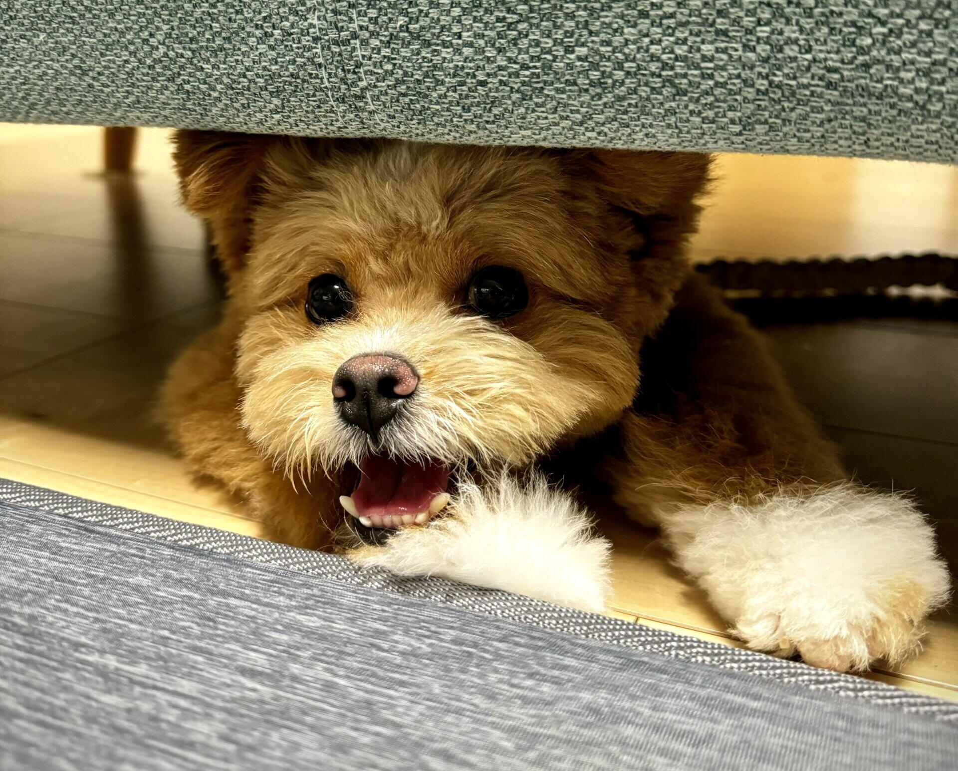 ポメプーの成犬は可愛くない？後悔の真相と劇的変化を防ぐプロの知恵